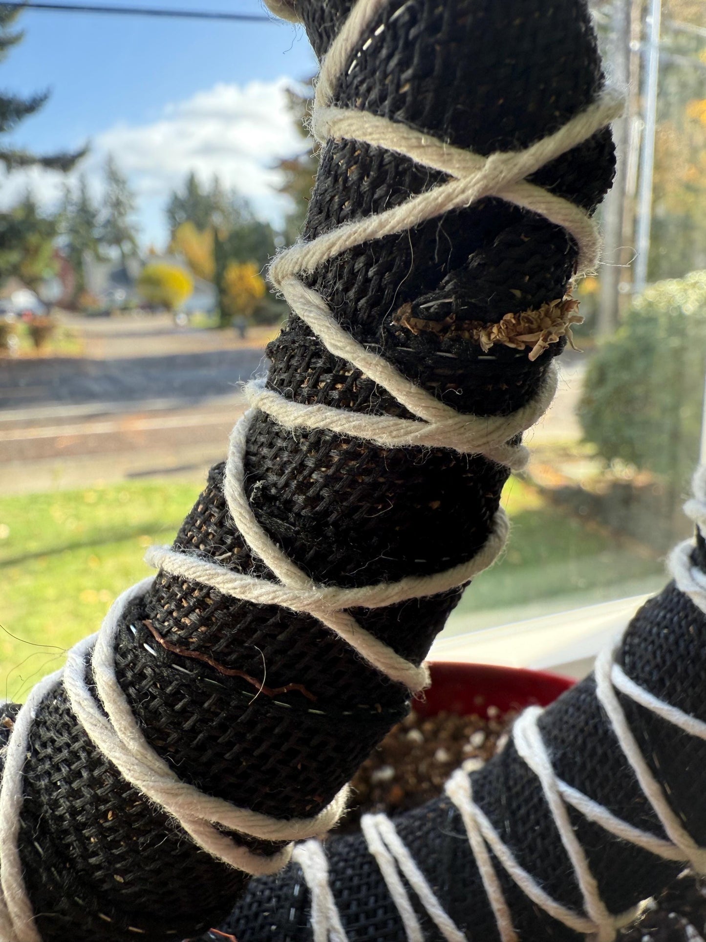 Circle Premium Sphagnum Moss Grow Pole for Indoor House Plants