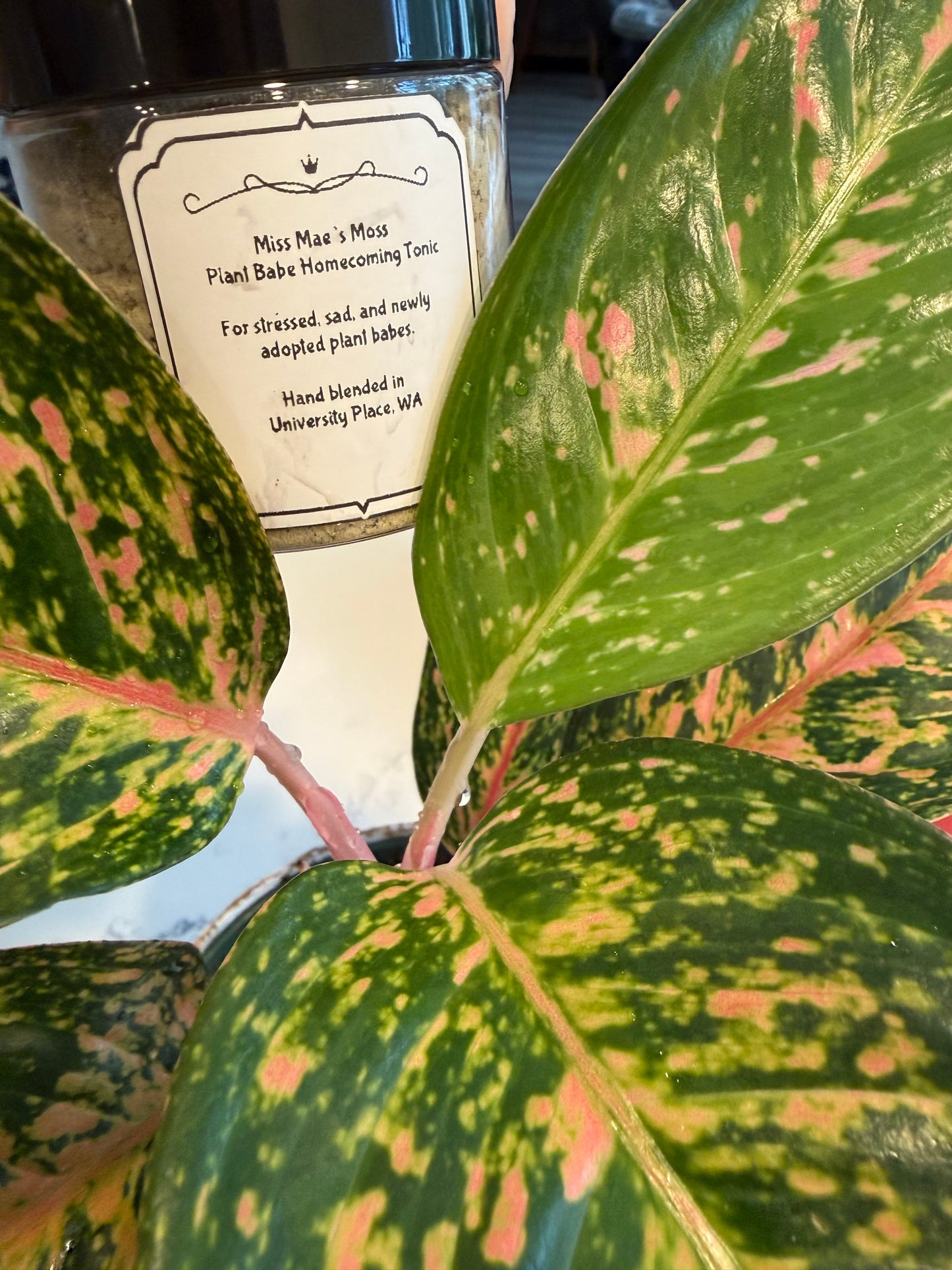 Plant Babe Homecoming Tonic